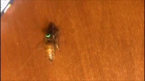 2. опалитки. именные метки для маток. пасека бакшиш. пчеловодство на урале