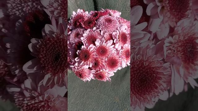 Хризантема кустовая Альфа          #хризантема #chrysanthemum