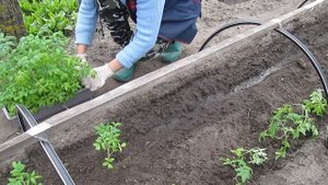 Как мы это делаем! Посадка ранних томатов в парники под дуги !