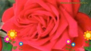 Роза чайно-гибридная Бургунд 81. Краткий обзор, описание характеристик Burgund 81