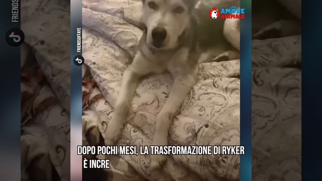 Un husky ridotto pelle e ossa torna ad essere un cane meraviglioso смотреть онлайн
