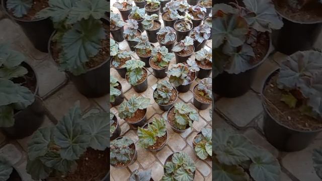 ടൂബ് റോസ് ബിഗോണിയ വിൽപ്പനക്ക് смотреть онлайн