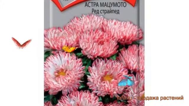 Астра мацумото Ред Страйпед (red strayped) ? обзор: как сажать, семена астры Ред Страйпед смотреть онлайн