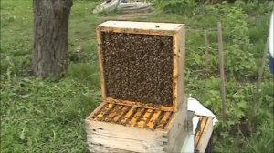 Видео №62. Альпийско - дадановский улей. Расширение гнезда пчелиной семьи . 5.05.2020 г.