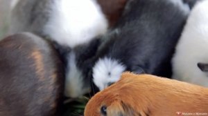 Морские свинки на природе. Как гуляют морские свинки. Морские свинки на даче.