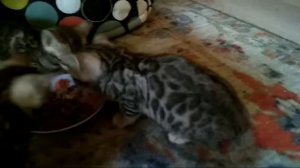 Бенгальские котята 1,5 месяца. Розетка на серебре