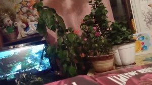 В лунном сиянье