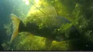 Подводная охота в Московской области, за раками.