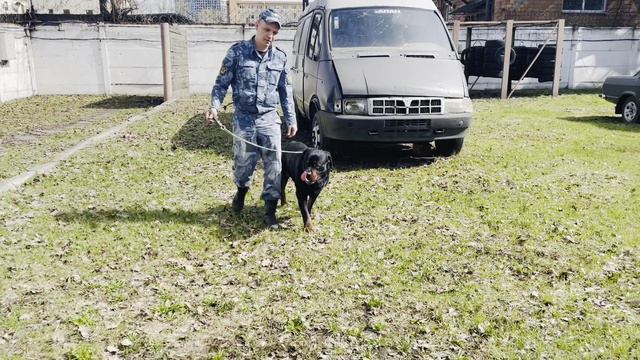 Занятие специалистов-кинологов со служебными собаками