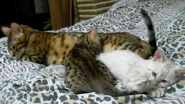 Бенгальские котята. Белый бенгал, снежный бенгал.