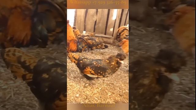 ПАВЛОВСКИЕ #куры Pavlovskie #chickens Pavlusha #pavlovskie_chickens