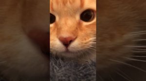 Кот рычит ,шипит