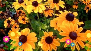 Рудбекия волосистая. Краткий обзор: Рудбекия волосистая описание характеристик, где купить саженцы