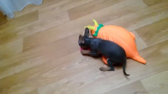 VID 20150122 190840 смотреть онлайн