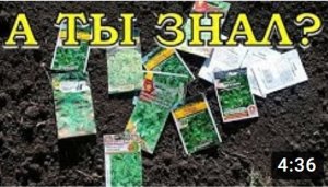 Что сажать и сеять в ИЮЛЕ? Перечень огородных работ