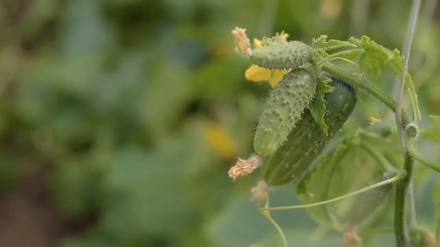 Почему желтеет и опадает завязь огурцов и ЧТО С ЭТИМ ДЕЛАТЬ смотреть онлайн