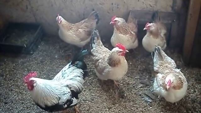 Как зимуют мои куры? Загорские. Неотапливаемый курятник. смотреть онлайн