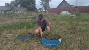 Как защитить кусты от косы или триммера. Быстро, дёшево и надёжно.
