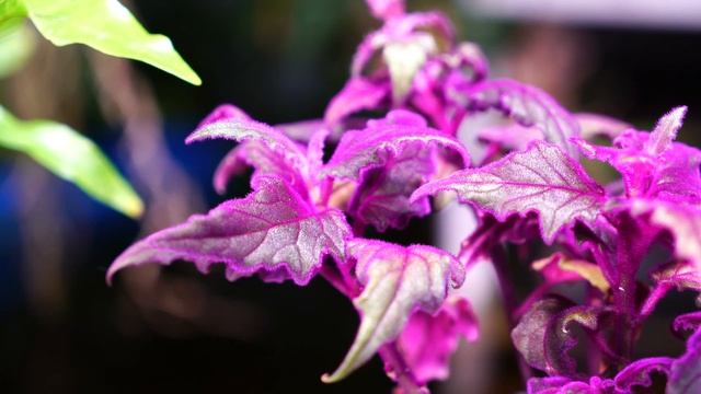Purple Passion Plant Care || Gynura aurantiaca How to Grow Houseplants