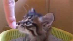 Милый маленький котёнок мяукает