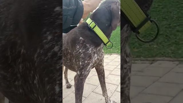 #собакадругчеловека