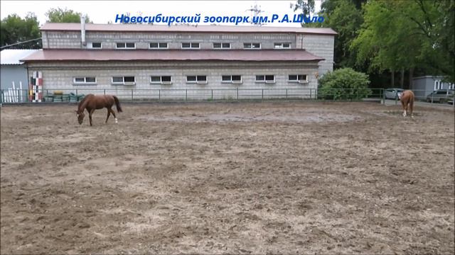 Красивое общение лошадей 13.08.2021 смотреть онлайн
