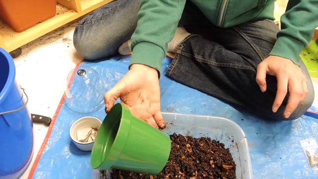 Growing Giant Bamboo from Seed - Phyllostachys pubescens смотреть онлайн