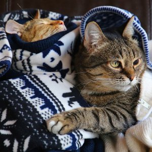 Музыкальная открытка с добрым вечером для Вас!