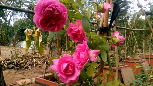 William Shakespeare 2000 rose (ngày 6/5/2016) смотреть онлайн