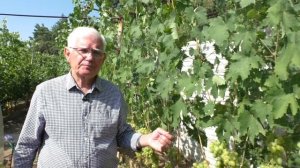 Сверхранняя гибридная форма винограда Крайнова В.Н. "Первозванный".