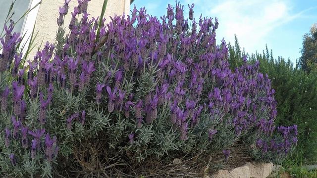 Bees and Lavender смотреть онлайн