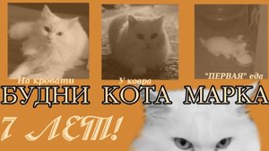 ОДИН ДЕНЬ из жизни моего КОТА