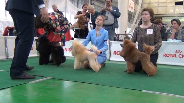 125 Моно пуделей 27.04.2019. Екатеринбург. смотреть онлайн