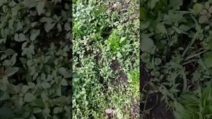 Бесплатный электротриммер !