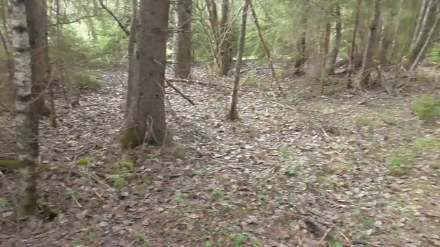 Вечерняя прогулка за черметом Нашли грибы смотреть онлайн