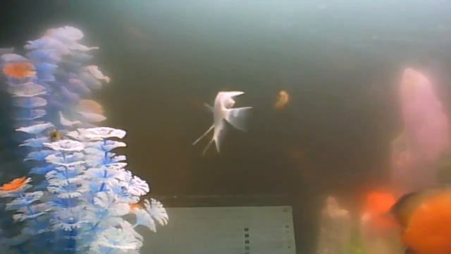 Выберите декоративную рыбу и советы, чтобы выбрать смотреть онлайн