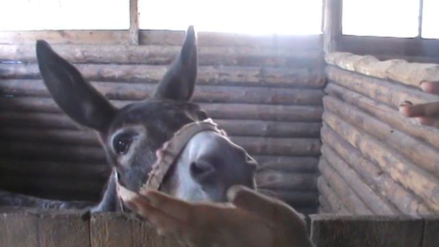 Путешествие в Ейск 2021. Конная прогулка и моооре ) смотреть онлайн