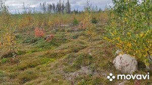 56 день сбора ягод. Брусника.