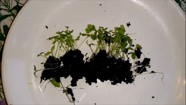 ПИКИРОВКА РАССАДЫ СЕЛЬДЕРЕЯ смотреть онлайн