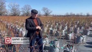 Дагестанские фермеры проявляют интерес к выращиванию голубики