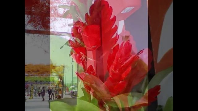 Зимний бульвар, праздник цветов. Мое слайд-шоу смотреть онлайн