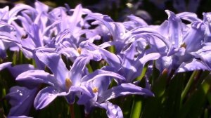 Glory of the Sun & Snow || Leucocoryne & Scilla (Chionodoxa)