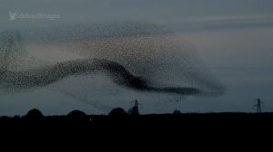 Gretna Green Starling Murmurations