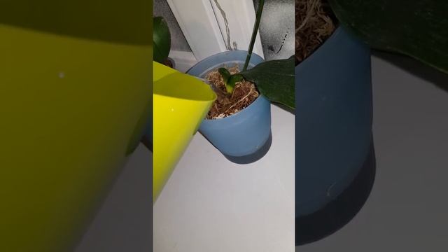 Реанимация орхидей. День 5, чесночная вода для полива. смотреть онлайн