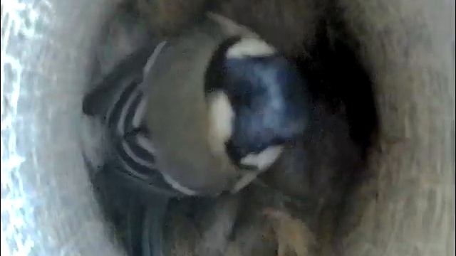 2021-04-27 07:58 Строительство гнезда синицей смотреть онлайн