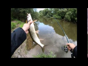 Щука ест воблера на р Пахре!!!