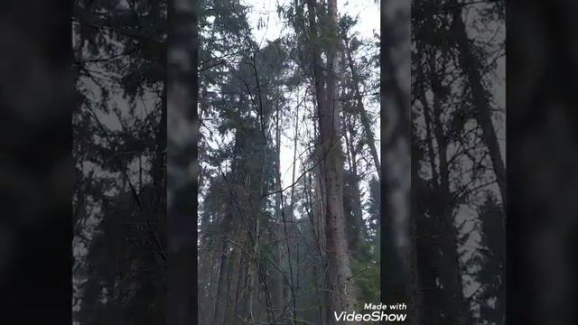 Сиреноголовый в нашем лесу!😰😰😖