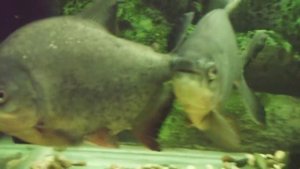 Паку красные аквариум 320 литров