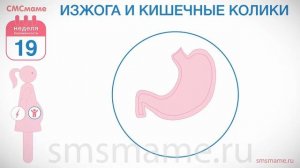 19 неделя беременности - как проходит беременность на 19 неделе