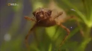 Дикая природа Таиланда